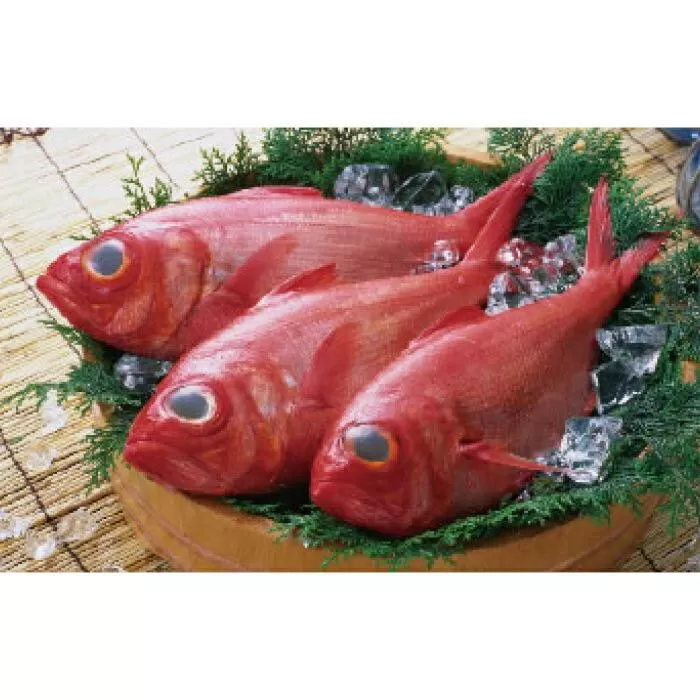 【2月中旬〜発送】高知産 天然 金目鯛 1.3kg〜1.5kg