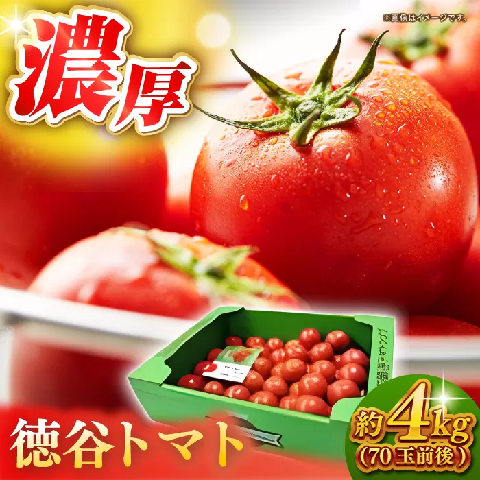 濃厚！徳谷トマト約4.0kg 箱詰 | 生産者指定なし 厳選上級品 元木青果 ＜2025年1月下旬以降発送＞ 【グレイジア株式会社】 [ATAC324]
