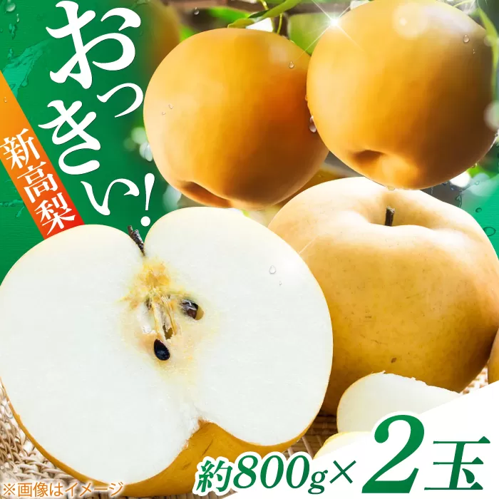 【先行予約】 まるはり新高梨（約800g×2玉入） 〈2025年9月下旬から発送開始〉 / 新高梨 梨 果物 フルーツ デザート 　【高知市農業協同組合】 [ATBK001]