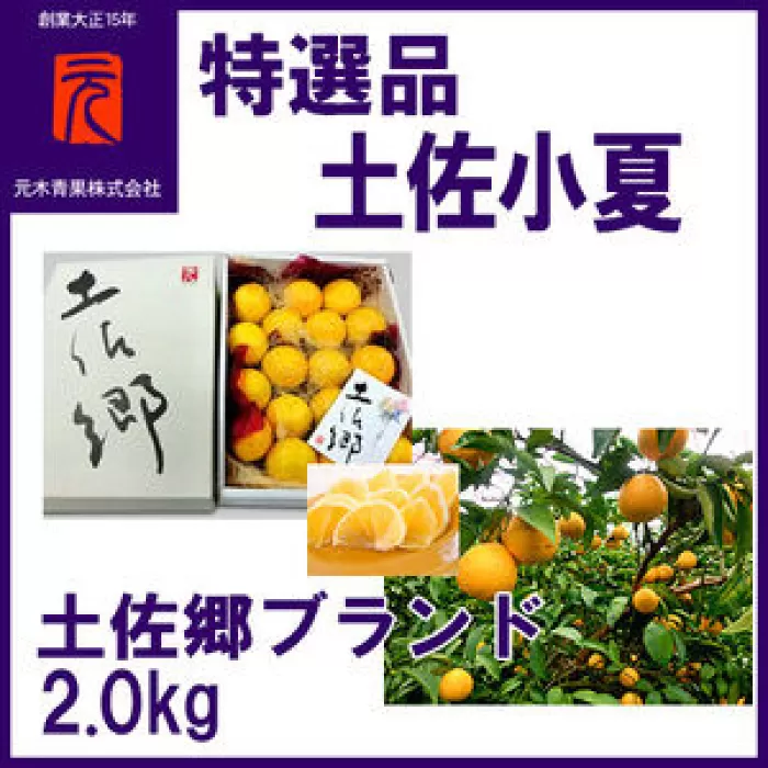 特選品土佐小夏 約2.0kg化粧箱詰/土佐郷/【グレイジア株式会社】 [ATAC340]