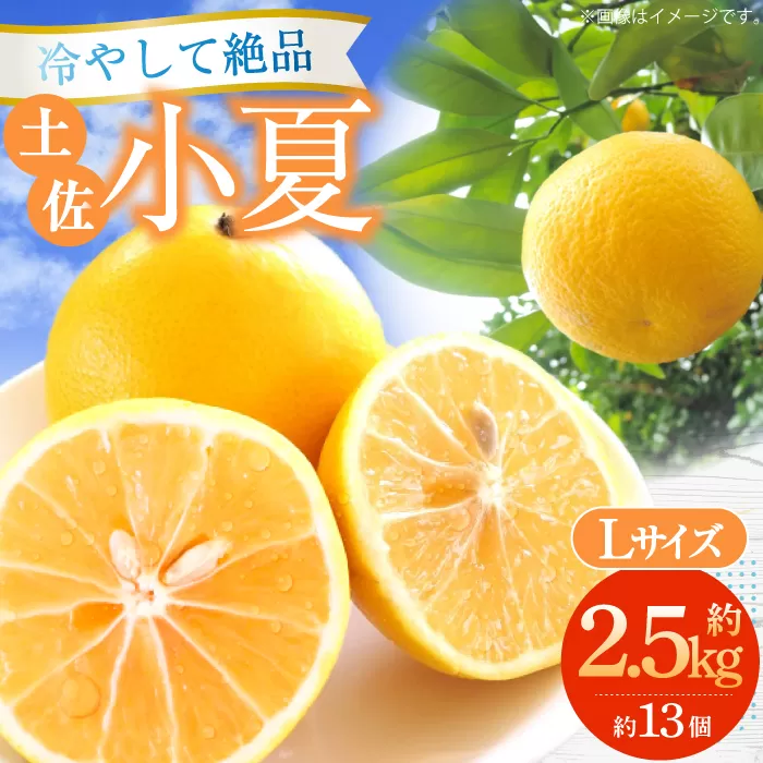土佐小夏約2.5kg 13個前後 Lサイズ さわやかな甘さが絶品 ヒュウガナツ ニューサマーオレンジ フルーツ 果物 季節もの <2025年4月〜発送>【フルーツショップオザキ】 [ATAH002]