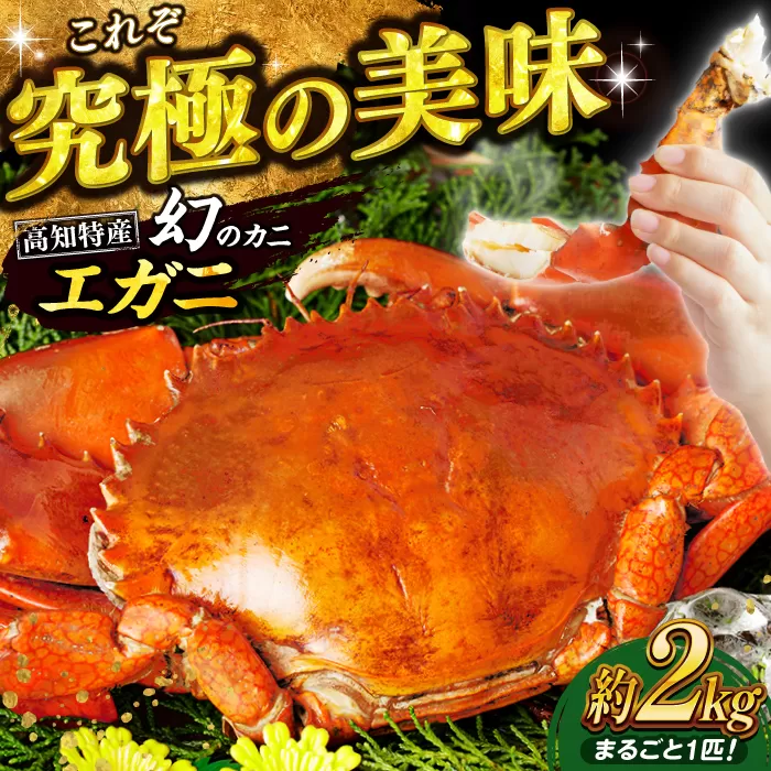 数量限定 希少品 浦戸湾産 エガ二 約2キロ(1匹)【土佐の廣丸】[ATAL003]
