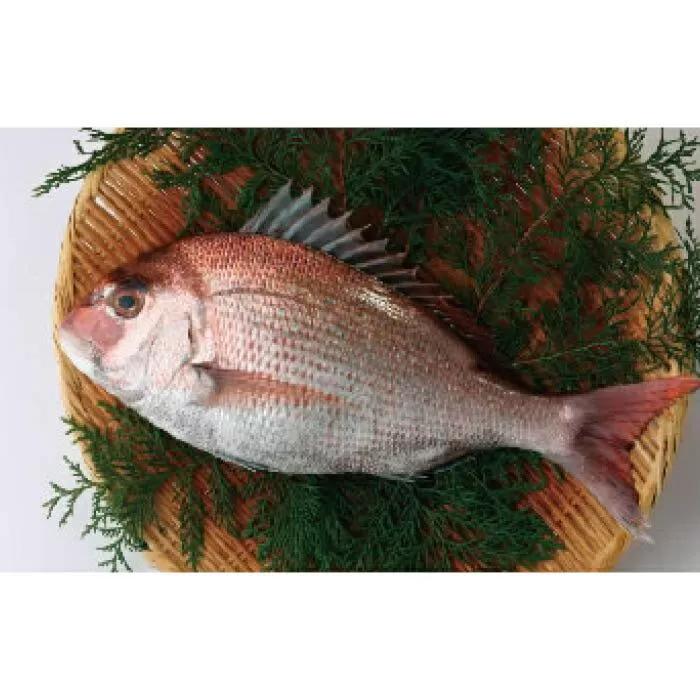 高知産　活〆　養殖　真鯛　1.0kg〜1.5kg