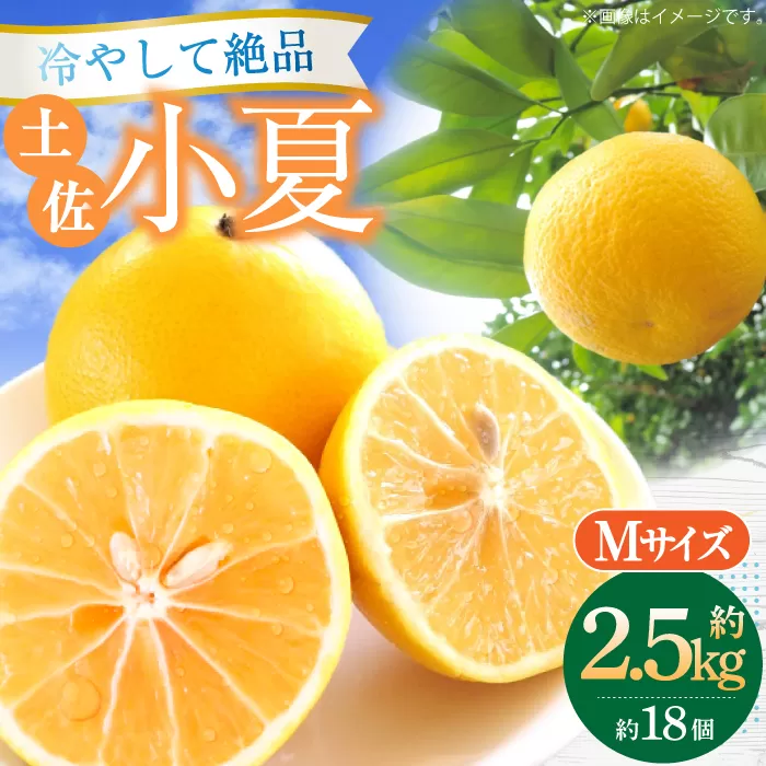 土佐小夏 約2.5kg 18個前後 Mサイズ さわやかな甘さが絶品 ヒュウガナツ ニューサマーオレンジ フルーツ 果物 季節もの <2025年4月〜発送>【フルーツショップオザキ】 [ATAH003]