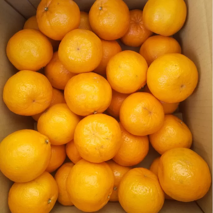 甘酸絶妙味のポンカン　秀品（贈答用）2L【土佐丸咲柑橘園】[ATFM002]