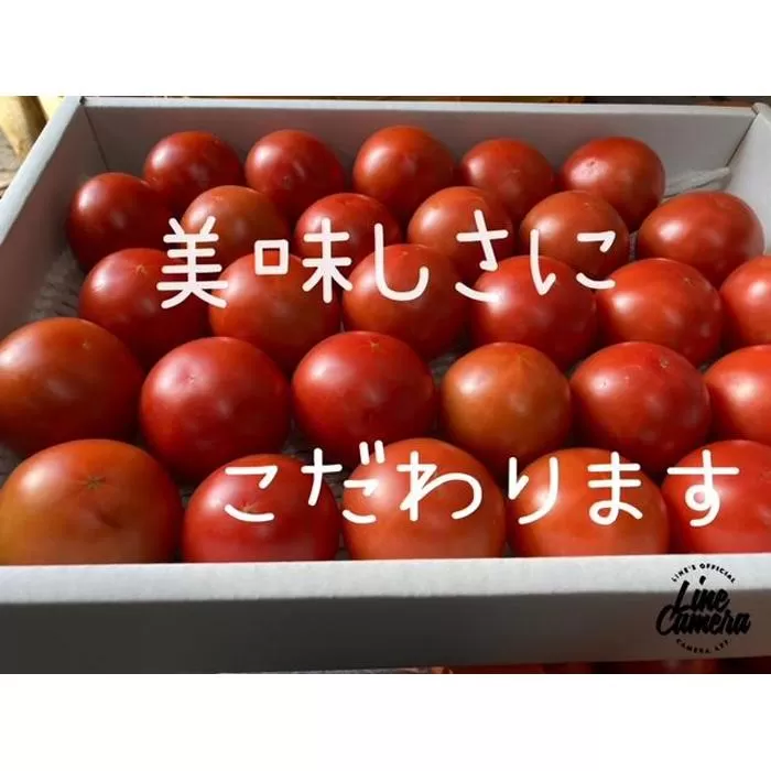 高知県高知市産 贅沢フルーツトマト 約2kg　＜2024年2月から発送＞