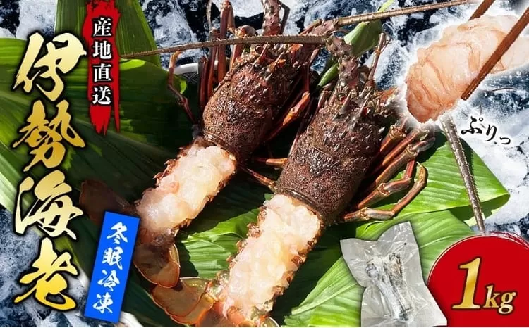 【 訳あり 】伊勢海老 冷凍 1kg いせえび わけあり 海老 えび エビ イセエビ 冬眠冷凍 家庭用 海鮮 鮮度 産地直送 漁師直送 刺し身 味噌汁 だし 年末 ふるさと納税 高知県 室戸市