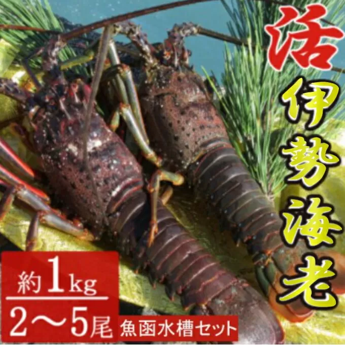 【漁師直送】活き伊勢海老 2～5尾 1kg 魚函水槽 セット 伊勢海老 海老 魚介類 えび魚介 刺身 産地直送 新鮮 海鮮 高知県 室戸市