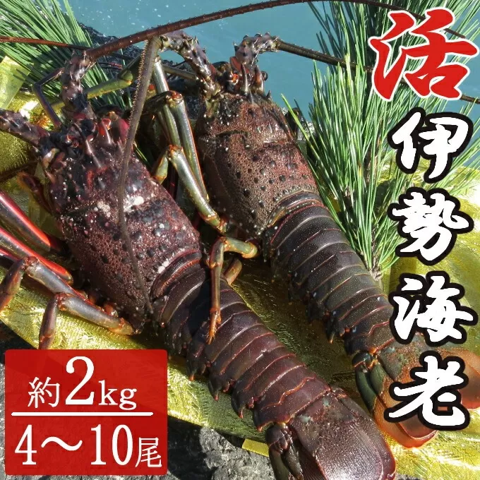 【漁師直送】活き伊勢海老 4～10尾 2kg 伊勢海老 海老 エビ 魚介類 えび魚介 刺身 産地直送 新鮮 海鮮 高知県 室戸市