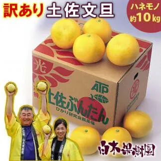 【先行予約】＼果樹園直送／訳あり 土佐文旦約10kg B級品 (約15～20個入り) 家庭用〈2027年2月中旬～3月下旬頃発送〉  /【白木果樹園】 [BQAI012]