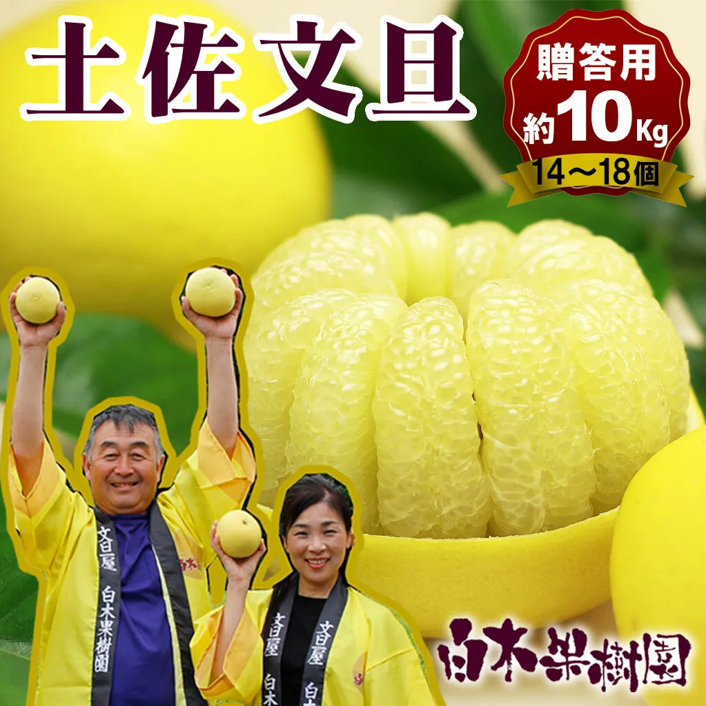 ＼果樹園直送／土佐文旦 約10kg 大玉・特大玉〈特選品贈答用〉果物 柑橘 フルーツ ぶんたん ブンタン 文旦 高知県土佐市 お取り寄せ 産地直送 おいしい 美味しい 返礼品 白木果樹園