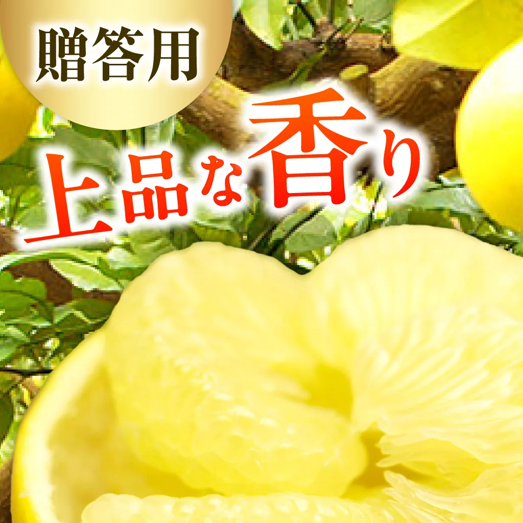 【先行予約】＼果樹園直送／贈答品 土佐文旦 約10kg  大玉 4L～3Lサイズ (13～18個入り)〈2027年2月中旬～3月中旬頃発送〉 高知県 土佐市【白木果樹園】 [BQAI004]