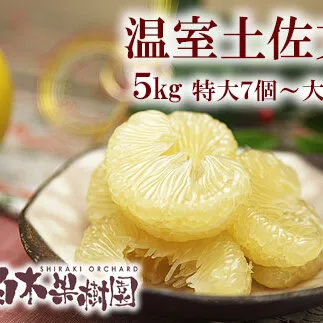 【先行予約】特選温室土佐文旦 特選秀品ご贈答用大箱 約5kg 大玉8個もしくは特大7個入り〈2026年12月上旬～12月下旬頃〉 / 高糖度 温室 文旦 ハウス文旦 大玉サイズ 柑橘 みかん フルーツ ぶんたん ブンタン 高知県 土佐市【白木果樹園】 [BQAI036]