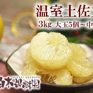 【先行予約】特選温室土佐文旦 贈答用 約3kg 中玉6個もしくは大玉5個入り〈2026年12月上旬～12月下旬頃〉 / 高糖度 温室 ハウス文旦 特選秀品ご贈答用中箱 柑橘 みかん フルーツ ぶんたん 高知県 土佐市【白木果樹園】 [BQAI035]