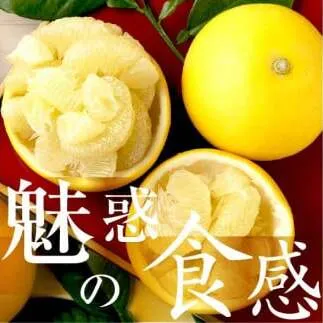 【先行予約】☆至高の柑橘　高知産 土佐文旦☆ L 11玉入【家庭用】〈2027年1月下旬頃より順次発送〉/ 柑橘 フルーツ 先行予約 ぶんたん ブンタン 果物 お取り寄せ【TAMURAKAJUEN】