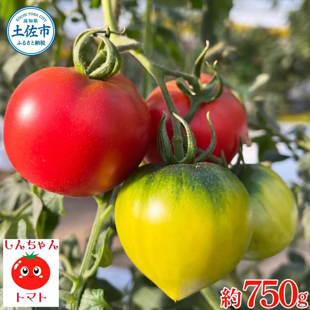 【先行予約】糖度9度以上 フルーツトマト しんちゃんトマト 約750g (小 - 大玉サイズ 10 - 20個) 〈2027年2月〜発送〉/ トマト 高糖度 高知県産 ふるーつとまと 甘い 美味しい お取り寄せ