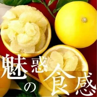☆至高の柑橘　高知産土佐文旦☆２L８玉入【家庭用】みかん 柑橘 フルーツ　２月３月発送 ぶんたん ブンタン 果物 お取り寄せ おいしい 美味しい ご自宅用 故郷納税 ふるさとのうぜい 返礼品 高知県 高知 