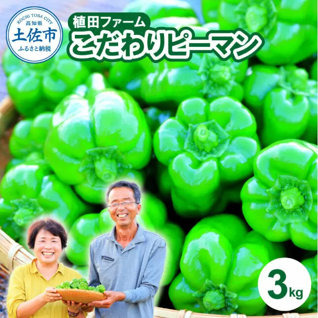 高知県産 植田ファームのこだわりピーマン 3kg ピーマン 新鮮野菜 サラダ 野菜 おかず 詰め合わせ 絶品 お取り寄せ 美味しい 料理 おうちごはん 新鮮 大容量 消費 国産 日本産
