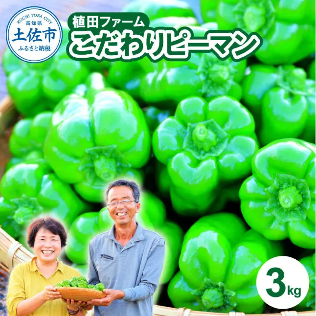 【先行予約】高知県産 植田ファームのこだわりピーマン 3kg〈2026年10月1日～2027年6月下旬〉 ピーマン 甘い 新鮮野菜 サラダ 野菜 おかず 詰め合わせ 絶品 お取り寄せ 美味しい 料理 おうちごはん 新鮮 高知県 土佐市【株式会社植田ファーム】[BQAT003]