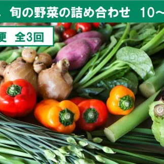 【3回定期便】【土佐野菜】旬の野菜詰め合わせ10～13品目【株式会社SIMA】 [BQAZ003]