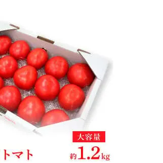 【先行予約】お徳用フルーツトマトＬサイズ 1.2kg・約15玉・Lサイズ〈2027年1月上旬～6月上旬〉 / 糖度8度以上 フルーツトマト ふるーつとまと とまと トマト 箱詰め 甘い 濃厚 高知県 土佐市【池トマト】[BQAG008]