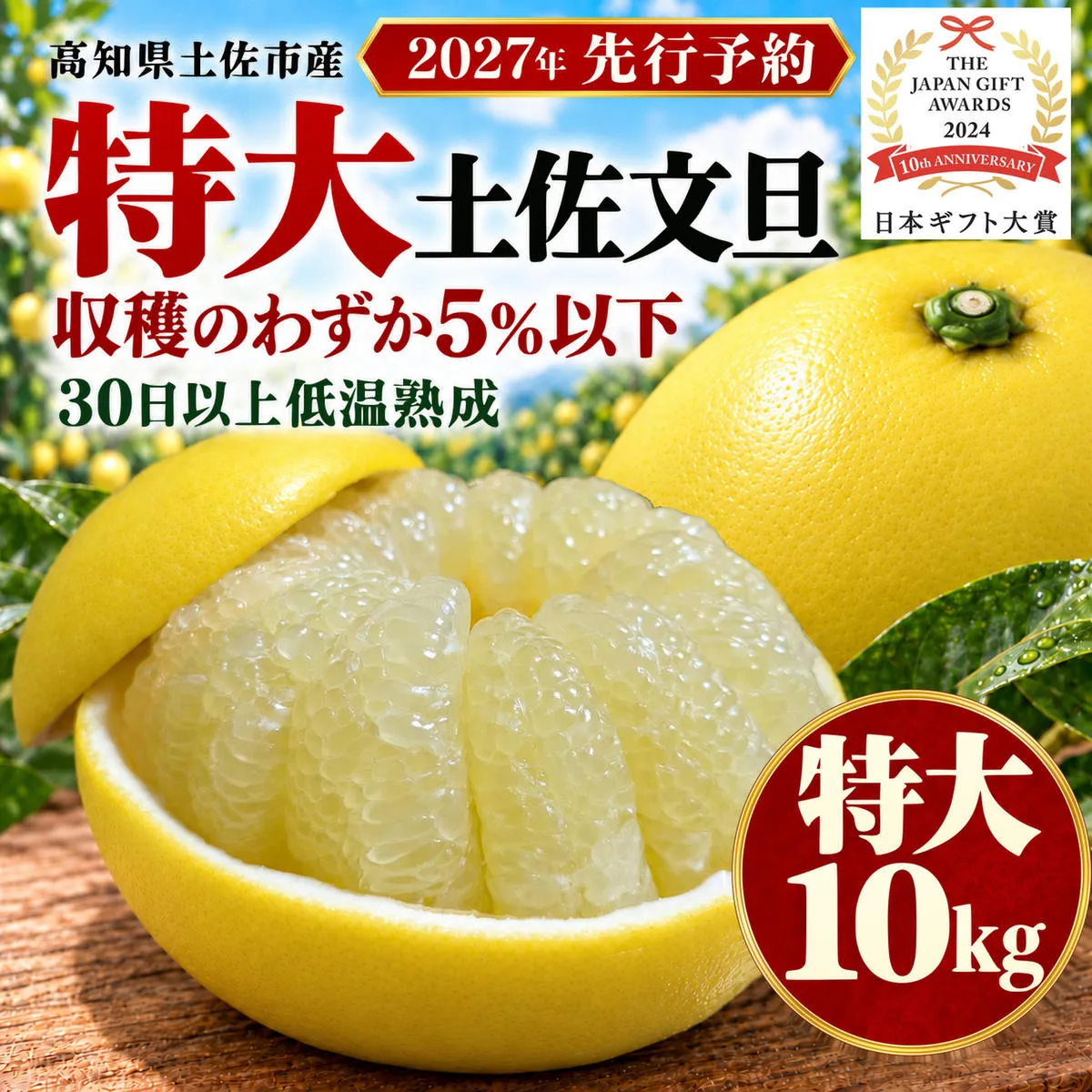 土佐文旦 特大サイズ 10kg 家庭用 約14～17玉 日本ギフト大賞受賞 文旦発祥の地 園主こだわり 収穫の約5％以下 希少 大玉 高知県土佐市産 高知県産 国産 10キロ ぶんたん みかん 柑橘類 高級フルーツ 果物 産地直送 お取り寄せ ギフト 先行予約 やの一果彩[BQAC006]