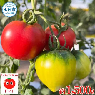 【先行予約】糖度9度以上 フルーツトマト しんちゃんトマト 750ｇ×2箱 合計約1.5kｇ (小～大玉サイズ　10～20個×2箱) 〈2027年1月〜発送〉/ トマト 高糖度 高知県産 ふるーつとまと 甘い 美味しい