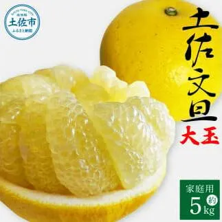 土佐文旦 家庭用 約5キロ（2L～4Lサイズ混合：8玉～12玉） 大玉 先行予約 数量限定 文旦 ぶんたん ブンタン 土佐文旦 柑橘 フルーツ 果物 ご当地 お取り寄せ 土佐 高知