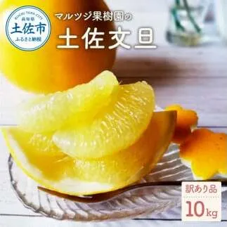 【先行予約】マルツジ果樹園の土佐文旦訳あり品（約10kg）訳あり 〈2027年2月1日から3月31日頃発送〉/ 文旦 土佐文旦 ぶんたん ブンタン 期間限定 数量限定  2L～4Lサイズ 14～22個 果物 柑橘 フルーツ 高知県産 家庭用 傷