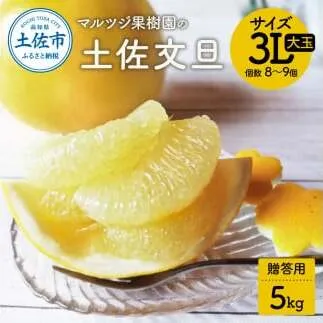 【先行予約】文旦 約5kg 贈答用 大玉 〈2027年2月1日から3月31日頃発送〉/ 土佐文旦 ぶんたん ブンタン 期間限定 数量限定 3Lサイズ 8～9個 果物 柑橘 フルーツ 高知県産 土佐市産 贈答用 ギフト 美味しい おいしい マルツジ果樹園の土佐文旦贈答用