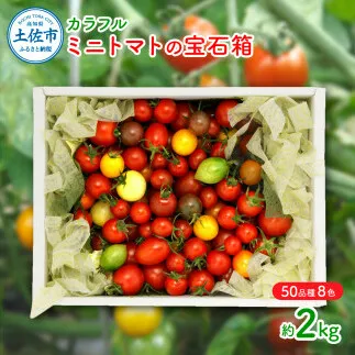 カラフルミニトマトの宝石箱 （約2kg） トマト ミニトマト とまと カラフルミニトマト 詰め合わせ 15品種以上 新鮮野菜 カラフル トマト とまと 美味しい サラダ 野菜 高知県産
