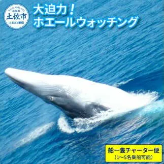 ホエールウォッチング  船一隻チャーター便相当 40000円分クーポン1～5名乗船可能 チャーター便 貸し切り レジャー 体験型 アクティビティ 旅行 観光 遊ぶ クジラ くじら 鯨 イルカ 土佐湾 海 自然 親子 家族 友達