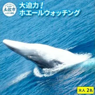 ホエールウォッチング 大人２名分相当 14000円分クーポン レジャー 体験型 アクティビティ ウォッチング 観察 旅行 観光 遊ぶ クジラ くじら 鯨 イルカ 船 ボート 土佐湾 海 動物 自然 夫婦 カップル 家族 友達