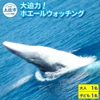 ホエールウォッチング 大人１名 子供1名分相当 11000円分クーポン レジャー 体験型 アクティビティ ウォッチング 観察 旅行 観光 遊ぶ クジラ くじら 鯨 イルカ 船 ボート 土佐湾 海 動物 自然 親子 家族