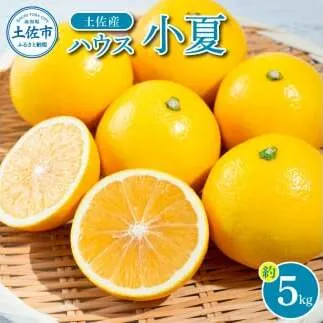 【先行予約】自然の味をそのままに旨味の塊ハウス小夏約5kg〈2027年4月下旬から発送開始〉/高知県土佐市産 小夏 コナツ 果物 柑橘 フルーツ みかん ハウス 小夏 ５キロ 新鮮 産地直送 美味しい おいしい 厳選 高知県土佐市/やの一果彩[BQAC037]