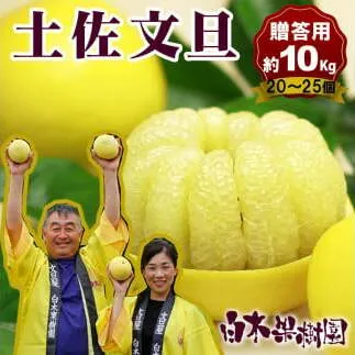 【果樹園直送】土佐文旦特選品贈答用　約10kg　L～2L　（20～25個）　果物　柑橘　フルーツ　ぶんたん　ブンタン　文旦　高知県土佐市　お取り寄せ 産地直送　おいしい 美味しい　返礼品　白木果樹園