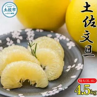 【先行予約】土佐文旦 特大(3L～4L) サイズ 約4.5kg 〈2027年2月〜発送〉 大玉 ぶんたん ブンタン 果物 くだもの 柑橘 フルーツ お取り寄せ 高知県 土佐市【株式会社種田農園】 [BQBW008]