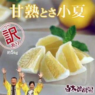 甘熟とさ小夏 約5kg 2S～2L こなつ コナツ 果物 フルーツ 柑橘 かんきつ 宿毛小夏 すくも小夏 爽やか 甘酸っぱい 果汁 訳あり わけあり おいしい ご自宅用 ご家庭用 お取り寄せ