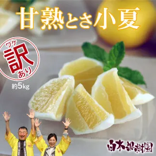 【先行予約】甘熟とさ小夏 約5kg 2S～2L〈2027年4月上旬～2027年5月中旬頃発送〉  / こなつ コナツ 果物 フルーツ 柑橘 かんきつ 宿毛小夏 すくも小夏 日向夏 ニューサマーオレンジ 爽やか 甘酸っぱい 果汁【白木果樹園】 [BQAI032]