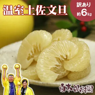 【先行予約】温室土佐文旦 L～3L 約6kg（10～14個入り）〈2026年12月上旬～12月下旬頃〉/ 高糖度 温室 ブンタン ぶんたん 土佐文旦 ハウス文旦 約6キロ 高知県 土佐市産 フルーツ 果物 高知県 土佐市【白木果樹園】 [BQAI040]