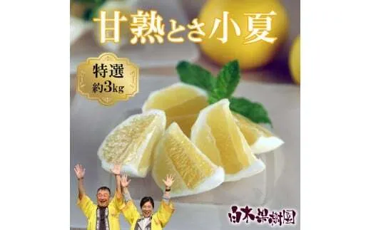 【先行予約】甘熟とさ小夏 約3kg S～Lサイズ〈2027年4月上旬～2027年5月中旬頃発送〉  / 特選品 贈答用 果物 柑橘 フルーツ 日向夏 ニューサマーオレンジ こなつ 小夏 すくも小夏 宿毛小夏 みかん【白木果樹園】 [BQAI029]
