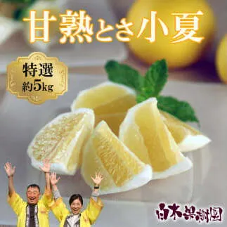 【先行予約】甘熟とさ小夏 約5kg S～Lサイズ〈2027年4月上旬～2027年5月中旬頃発送〉  / 特選品 贈答用 果物 柑橘 フルーツ こなつ 小夏 すくも小夏 宿毛小夏 日向夏 ニューサマーオレンジ みかん 高知県【白木果樹園】 [BQAI030]
