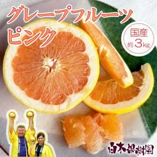 【果樹園直送】先行予約　国産グレープフルーツ　ピンク　約3kg　果物　柑橘　フルーツ　みかん　高知県土佐市　お取り寄せ 産地直送　白木果樹園