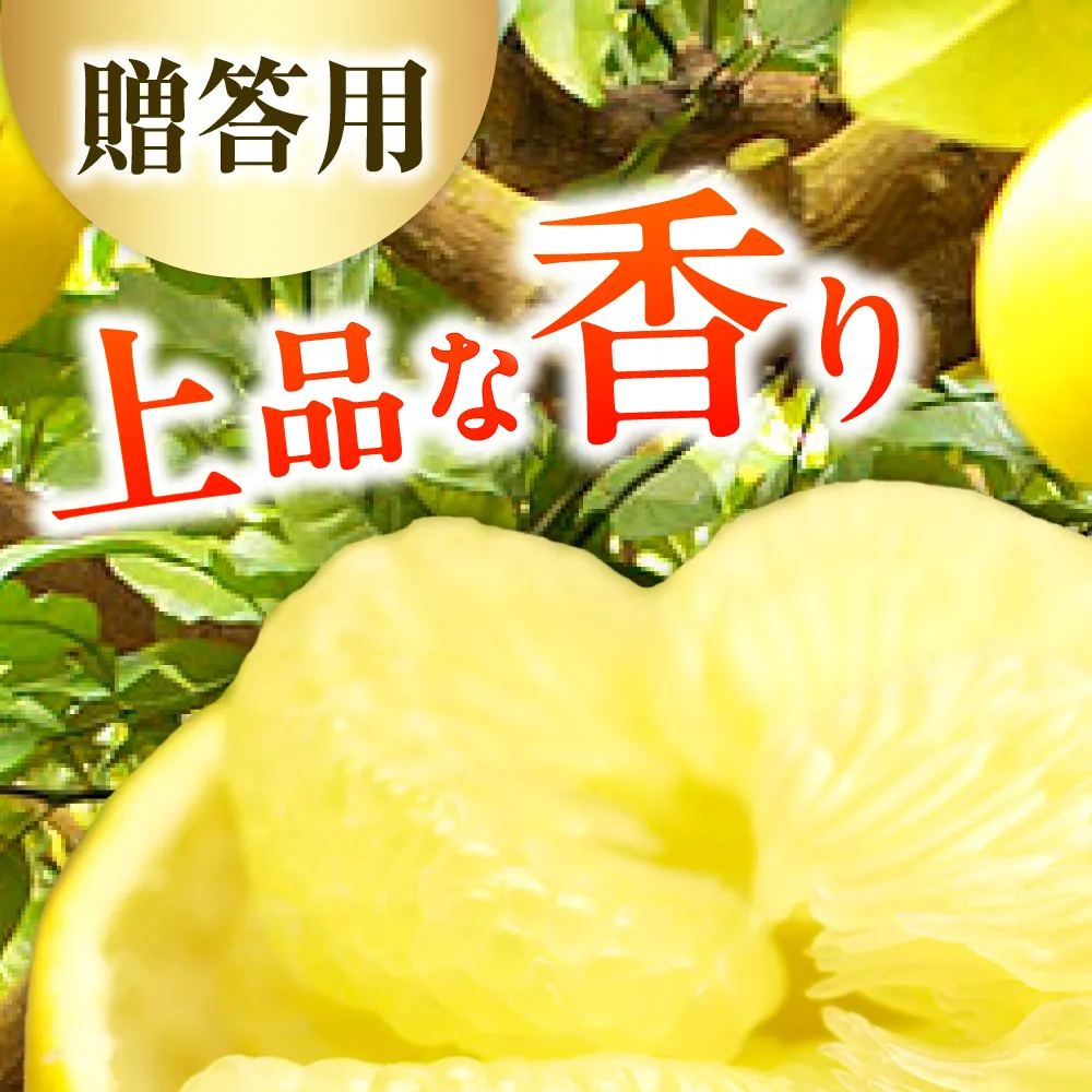 【先行予約】【果樹園直送】土佐文旦 特選品贈答用 約5kg 3L～4Lサイズ 7～8個入り〈2027年2月中旬～3月中旬頃発送〉大玉 ぶんたん ブンタン フルーツ 柑橘 みかん 果物 くだもの 柑橘類 高知県 土佐市【白木果樹園】 [BQAI001]