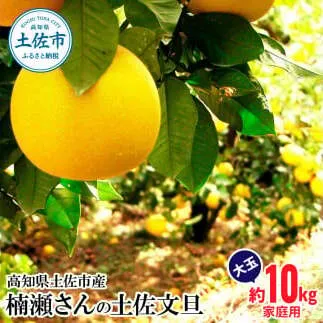楠瀬さんの土佐文旦 家庭用大玉 約10kg  4L～2L