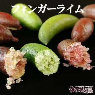 【先行予約】＜白木果樹園産＞  フィンガーライム 約100g 100グラム 当店おまかせ 果物 くだもの 果実 柑橘類 柑橘 フレッシュ 新鮮 お酒 果実酒 ジュース デザート 料理 お取り寄せ 国産