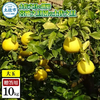 土佐文旦の創始 宮地文旦園の土佐文旦 贈答用3L 大玉 約10キロ 16～19個入り
