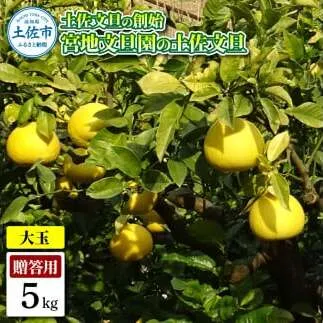 土佐文旦の創始 宮地文旦園の土佐文旦 贈答用3L 大玉 約5キロ 7～9個入り