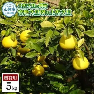 土佐文旦の創始 宮地文旦園の土佐文旦 贈答用2L 約5キロ 10～12個入り