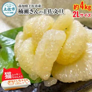 楠瀬さん土佐文旦 約4kg 2Lサイズ 猫ムッキーちゃん入り 9玉前後 ぶんたん ブンタン フルーツ 柑橘 みかん 果物 くだもの 柑橘類 デザート 贈答用 プレゼント ギフト 家庭用 国産